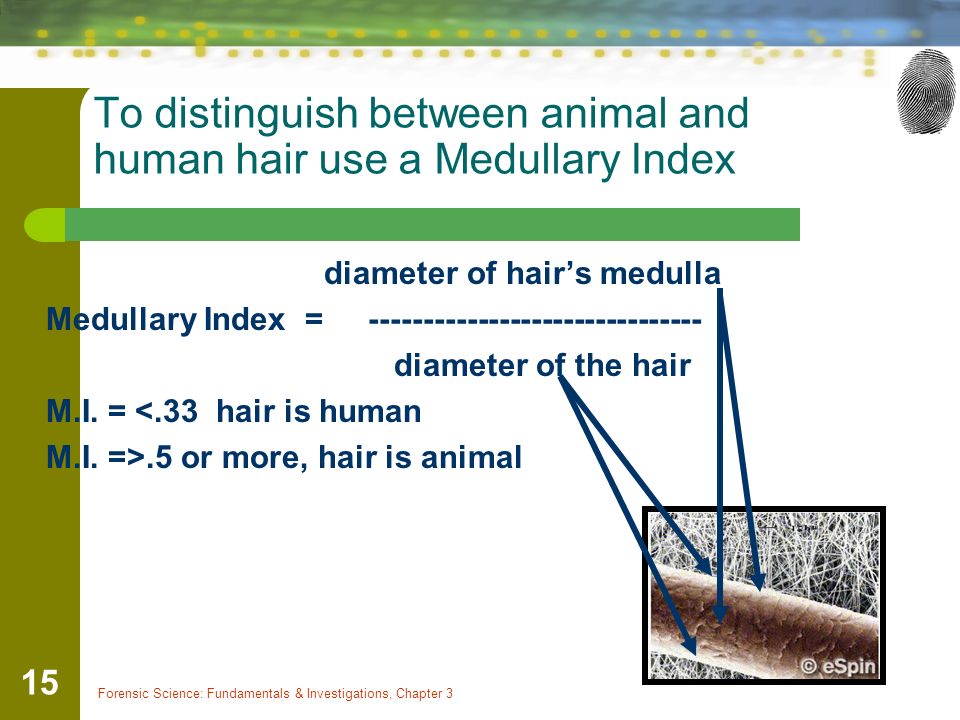 identify the various parts of a hair - ppt video online download