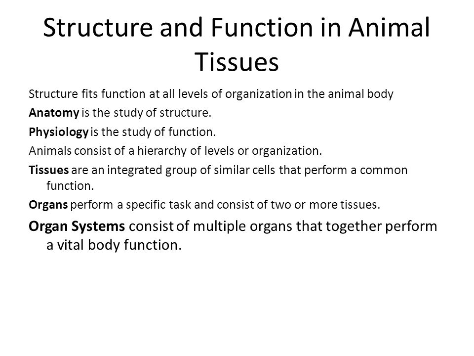 Unifying Concepts of Animal Structure and Function - ppt video online  download