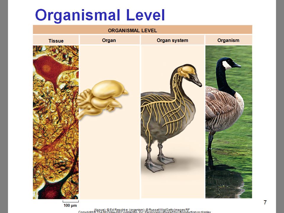 Биология 1 том. G1 биология. Characteristics of Living Organisms.