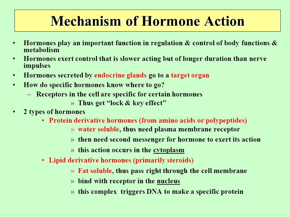 Furchtlos Mitglied Spielzeug mechanism of hormone action ppt Daten Matrone Fehler