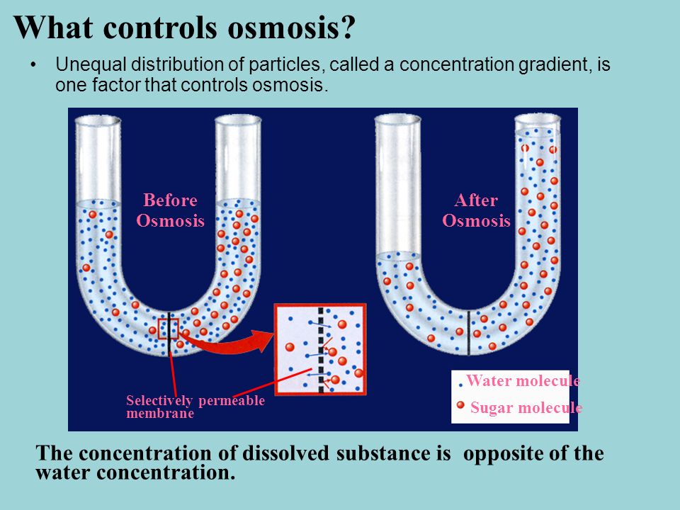 What controls osmosis Unequal distribution of particles, called a concentration gradient, is one factor that controls osmosis.