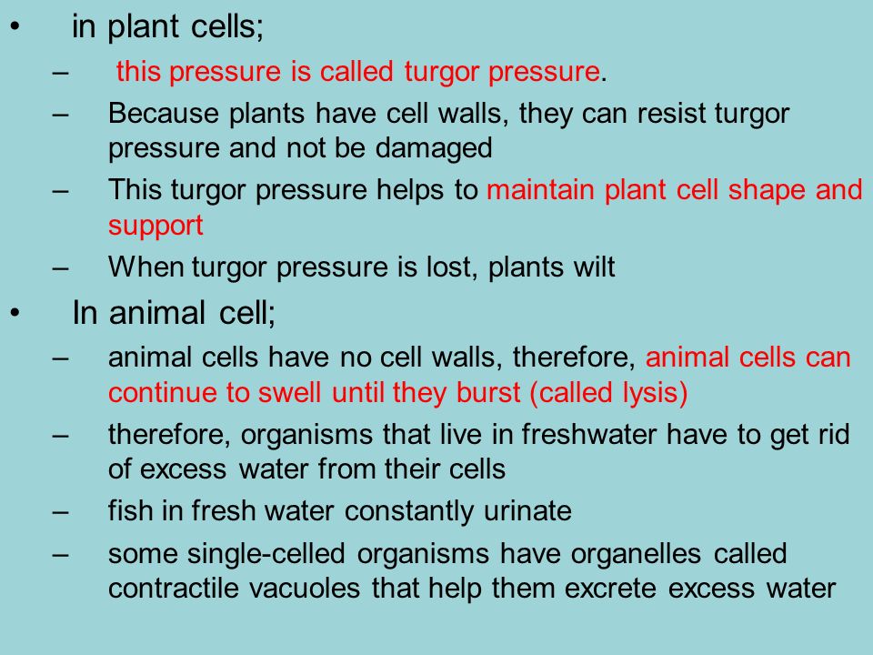in plant cells; In animal cell;