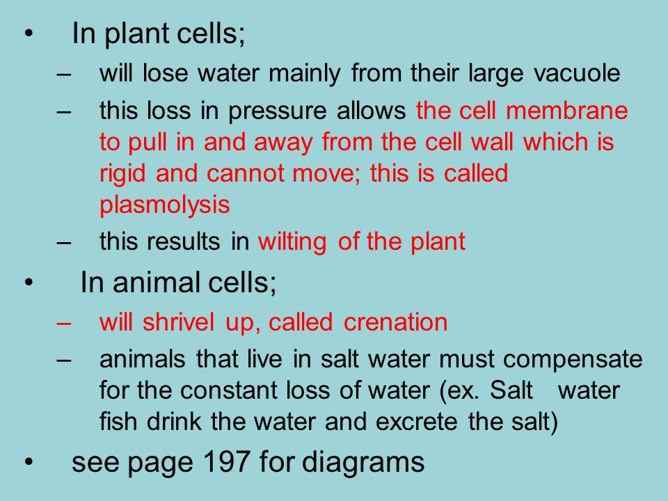 In plant cells; In animal cells; see page 197 for diagrams