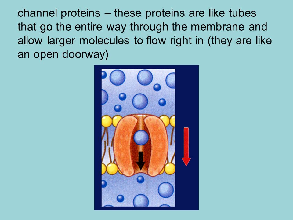 channel proteins – these proteins are like tubes that go the entire way through the membrane and allow larger molecules to flow right in (they are like an open doorway)