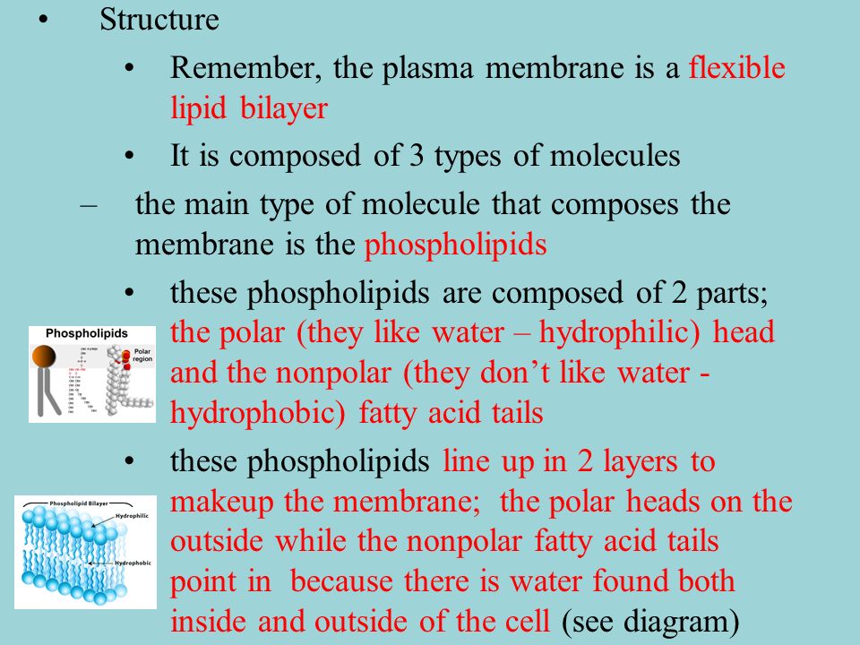 Structure Remember, the plasma membrane is a flexible lipid bilayer. It is composed of 3 types of molecules.