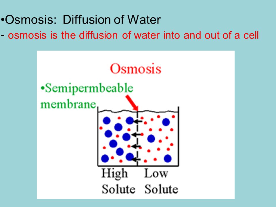 Osmosis: Diffusion of Water - osmosis is the diffusion of water into and out of a cell