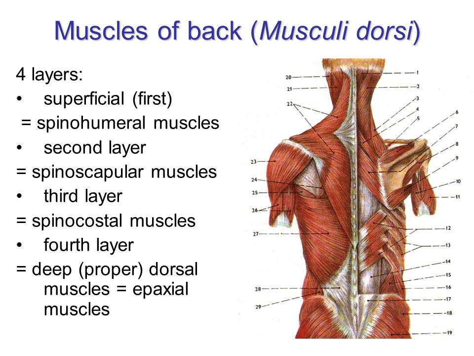 Muscles Ii Thorax Back Ppt Video Online Download