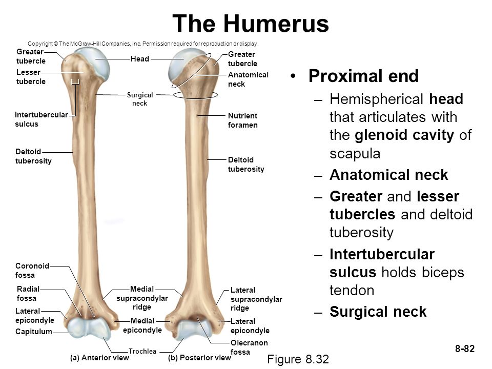 Humérus.