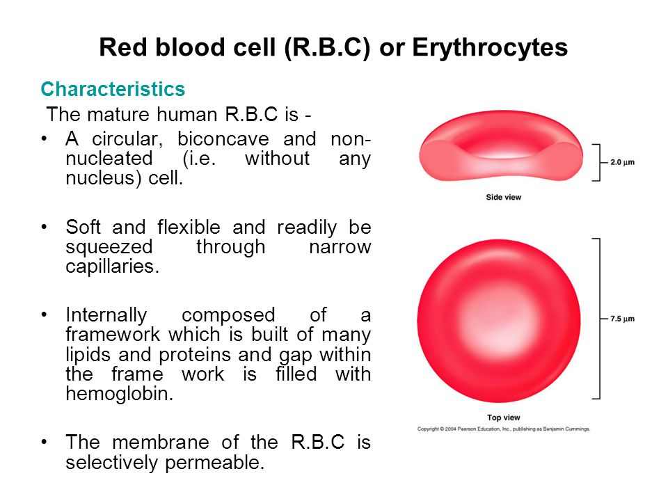 Quote rbc. Red Blood Cell structure. Red Blood Cells function. Nucleated Red Blood Cells. Erythrocyte.