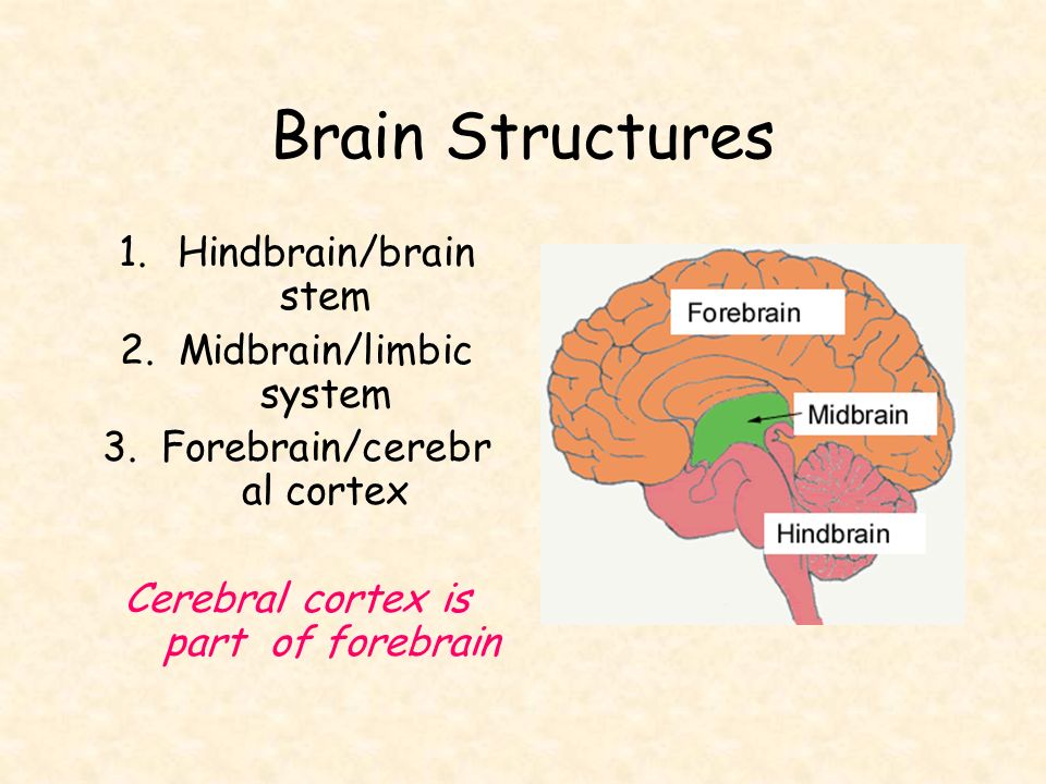 Brain Structures Hindbrain/brain stem Midbrain/limbic system