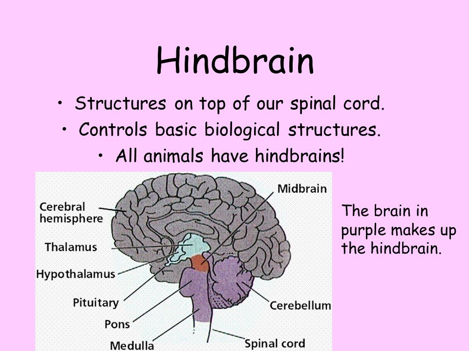 Hindbrain Structures on top of our spinal cord.
