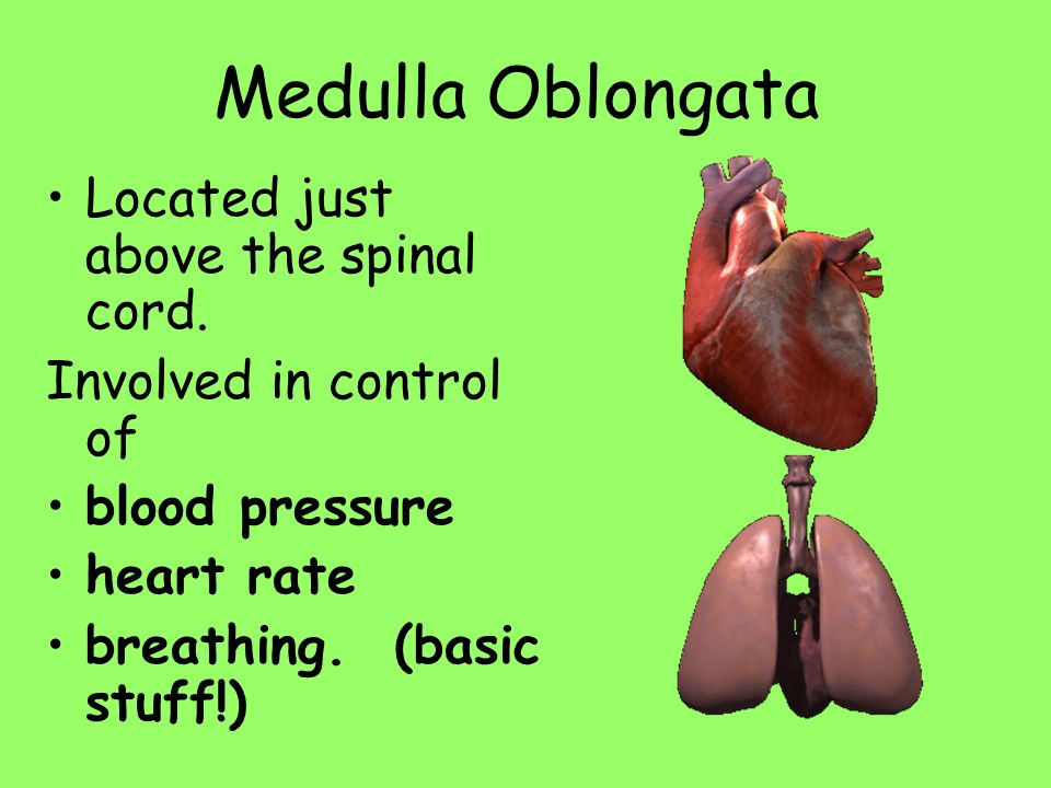 Medulla Oblongata Located just above the spinal cord.