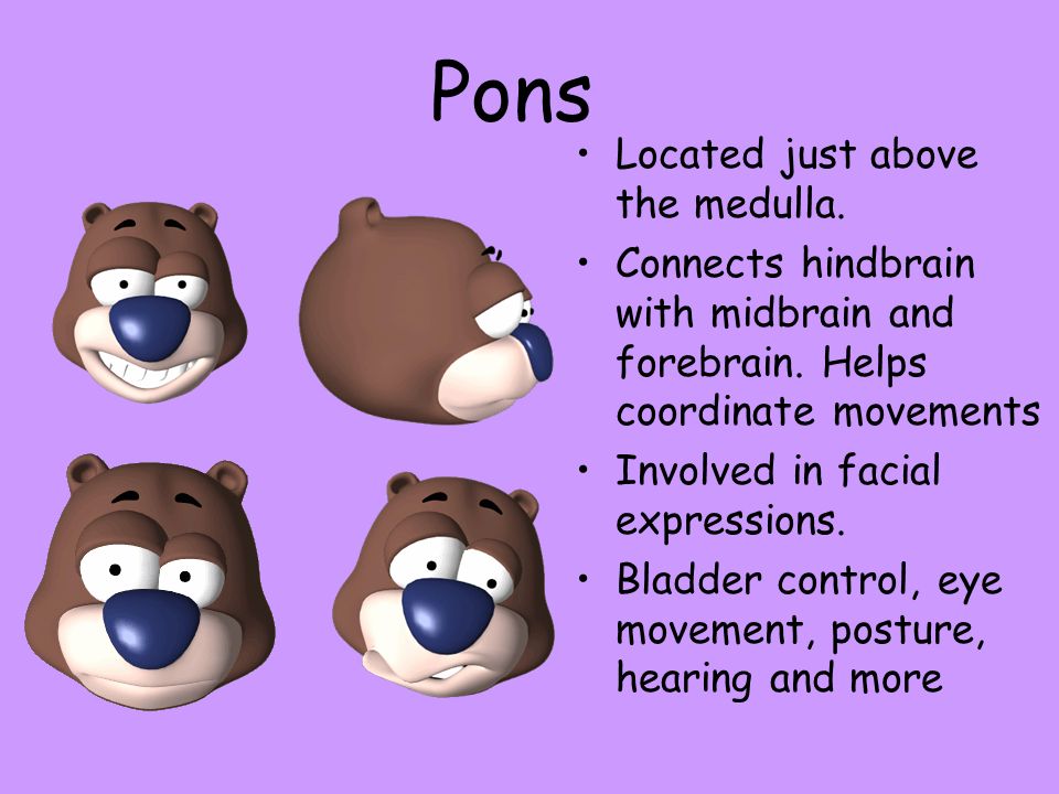 Pons Located just above the medulla.