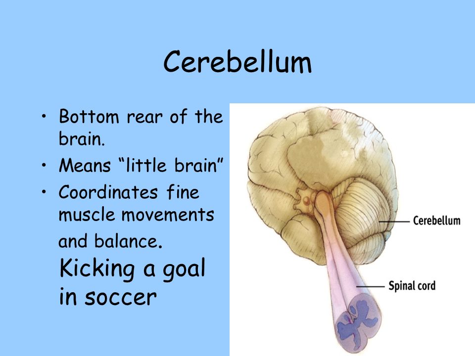 Cerebellum Bottom rear of the brain. Means little brain