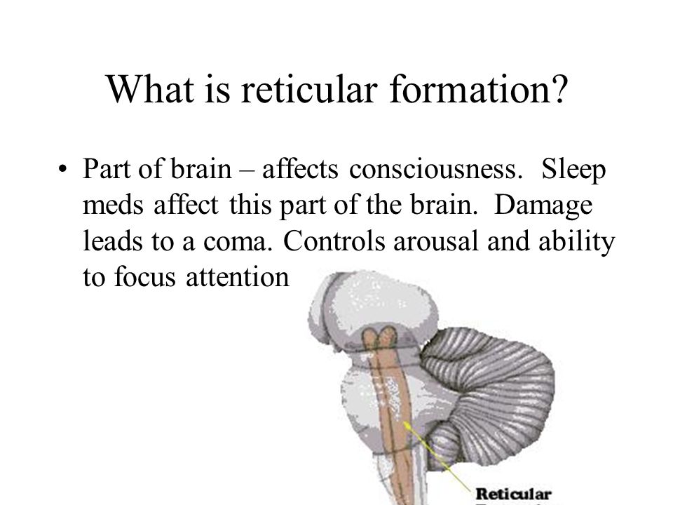 What is reticular formation