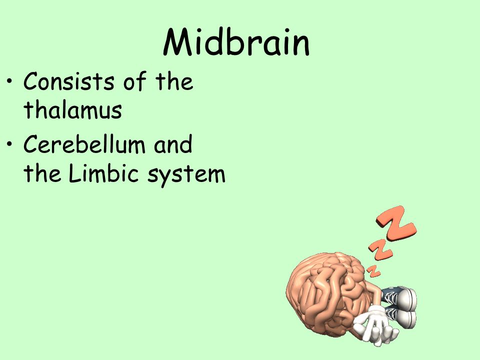 Midbrain Consists of the thalamus Cerebellum and the Limbic system