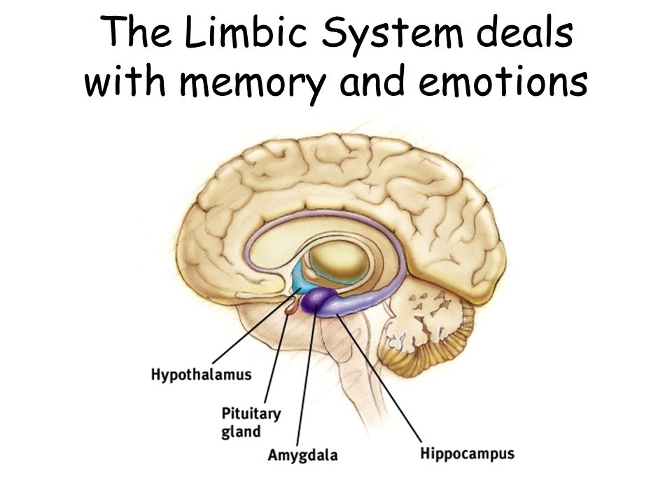 The Limbic System deals with memory and emotions