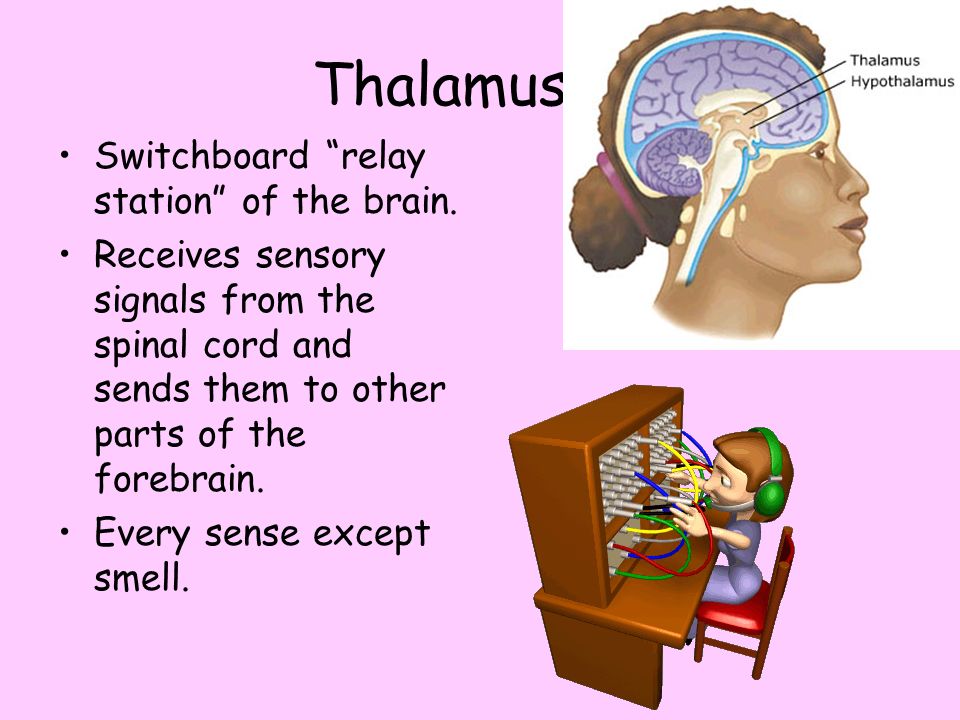 Thalamus Switchboard relay station of the brain.