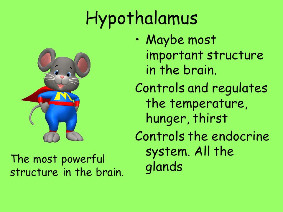 Hypothalamus Maybe most important structure in the brain.