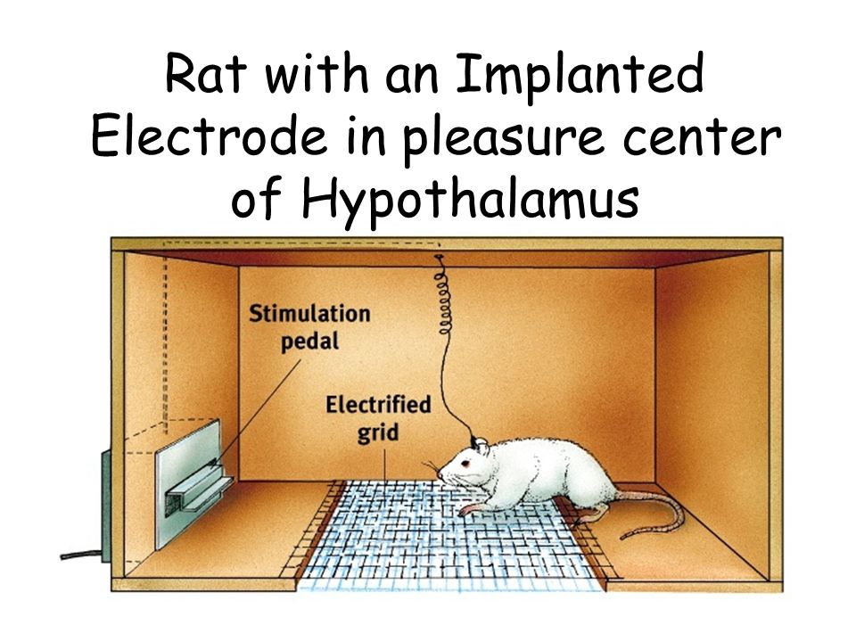 Rat with an Implanted Electrode in pleasure center of Hypothalamus
