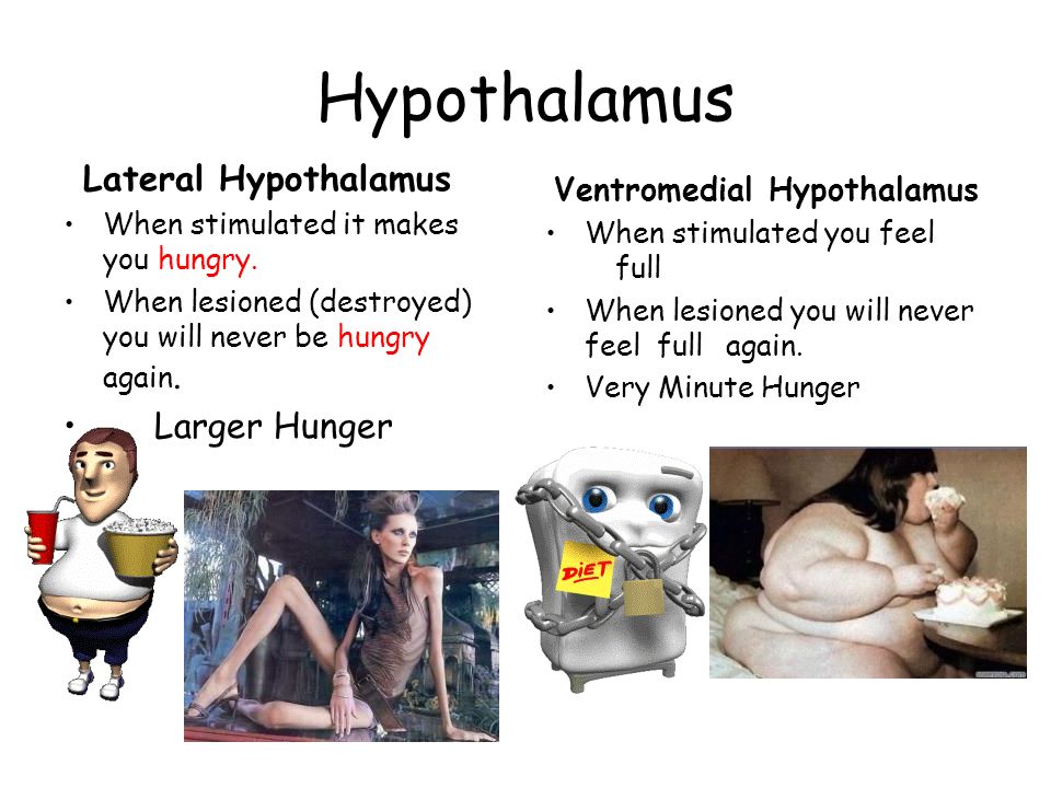 Ventromedial Hypothalamus