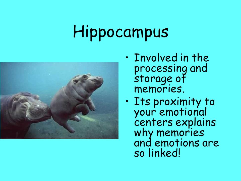 Hippocampus Involved in the processing and storage of memories.