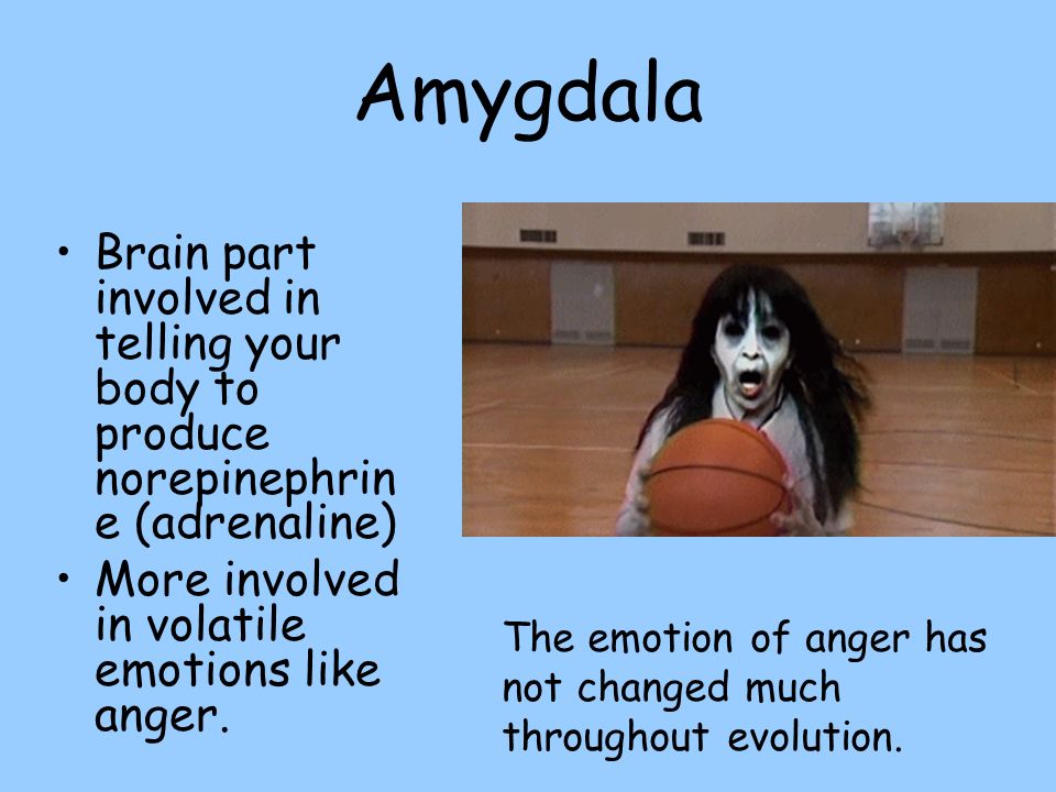 Amygdala Brain part involved in telling your body to produce norepinephrine (adrenaline) More involved in volatile emotions like anger.