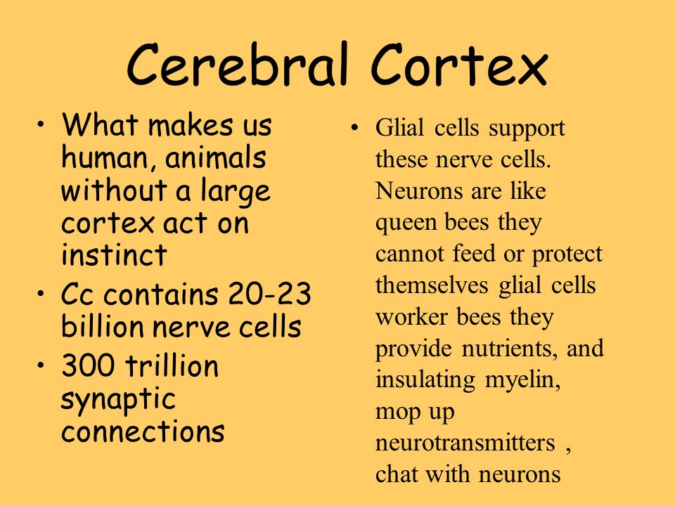 Cerebral Cortex What makes us human, animals without a large cortex act on instinct. Cc contains billion nerve cells.
