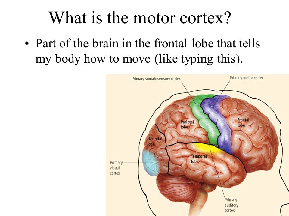 What is the motor cortex