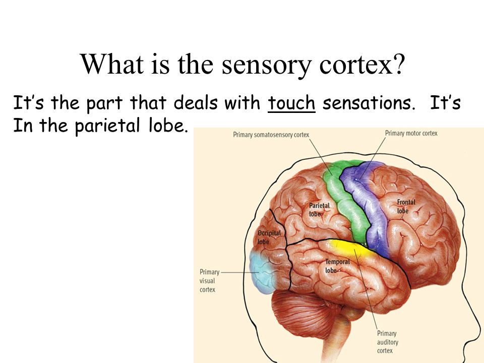 What is the sensory cortex