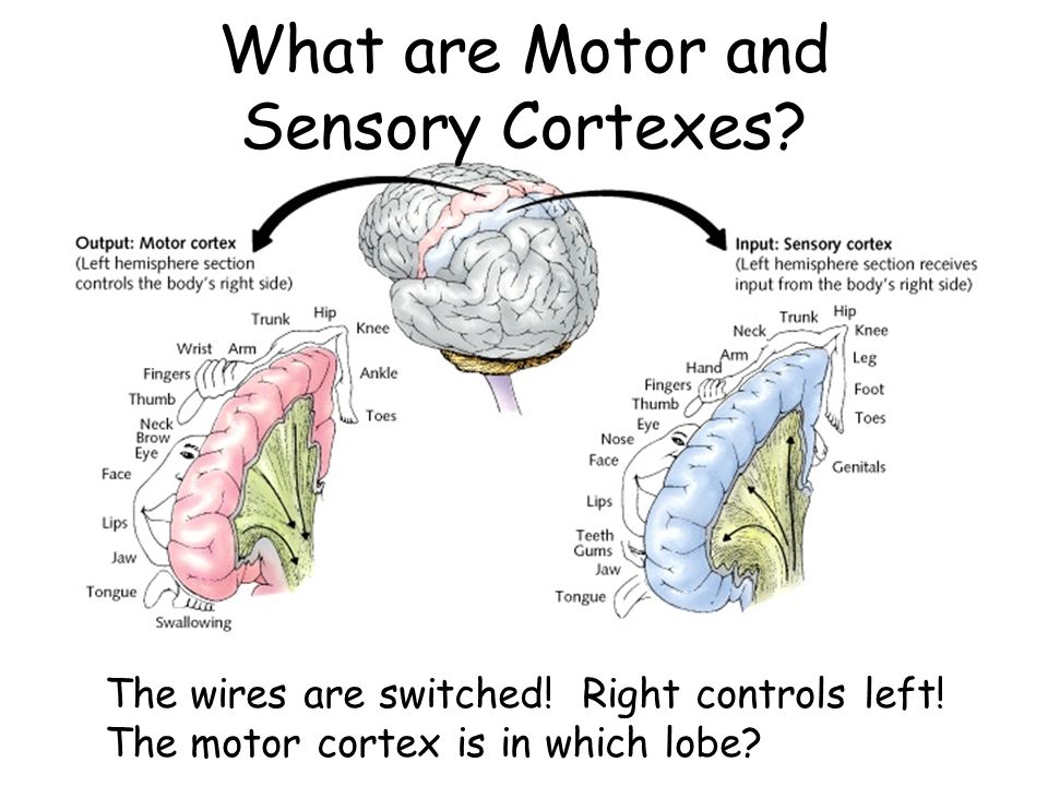 What are Motor and Sensory Cortexes