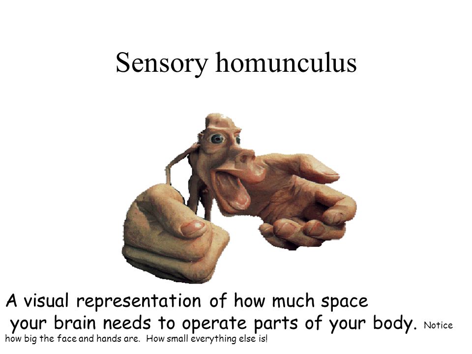 Sensory homunculus A visual representation of how much space