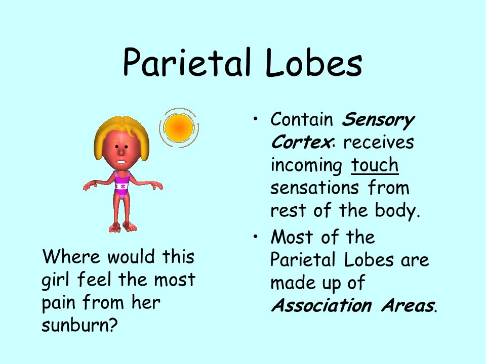 Parietal Lobes Contain Sensory Cortex: receives incoming touch sensations from rest of the body.