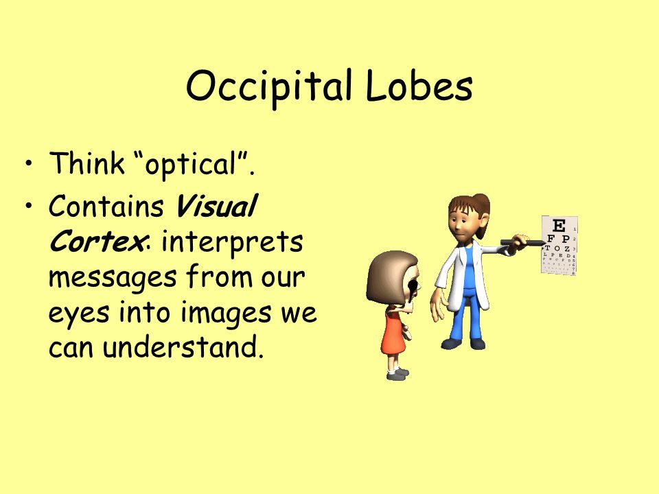 Occipital Lobes Think optical .