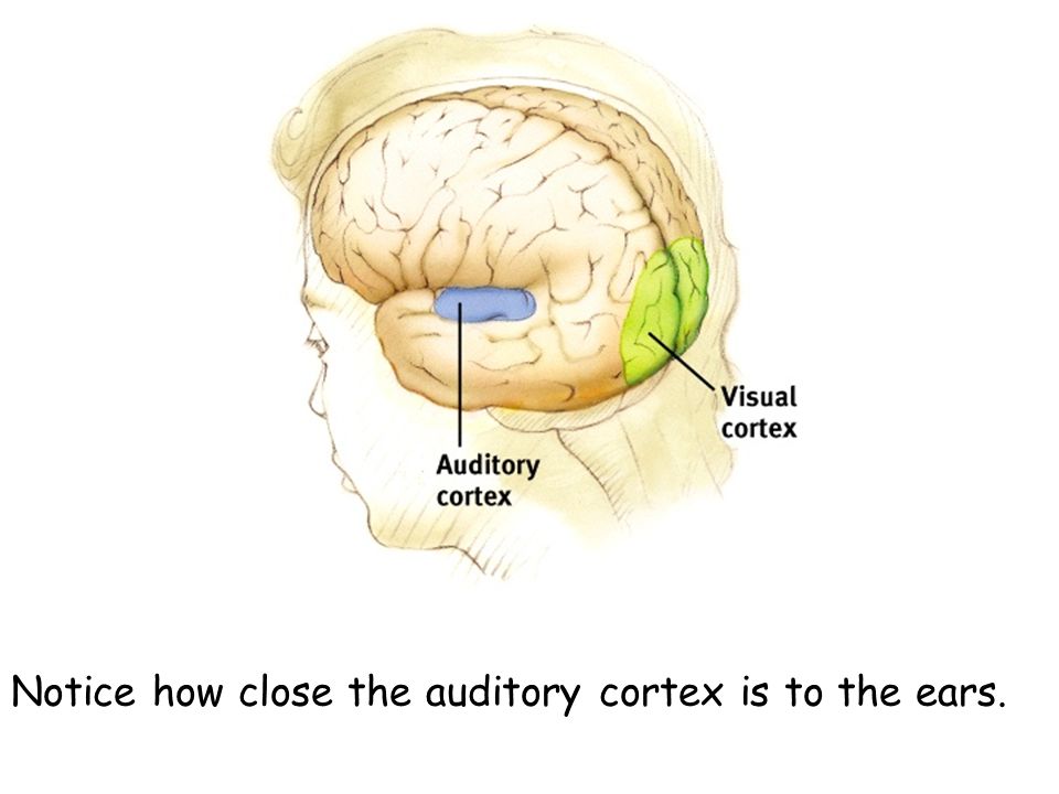 Notice how close the auditory cortex is to the ears.