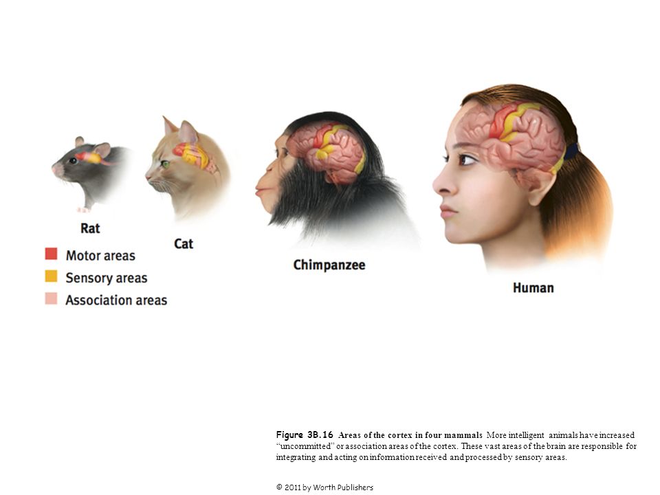 Figure 3B.16 Areas of the cortex in four mammals More intelligent animals have increased