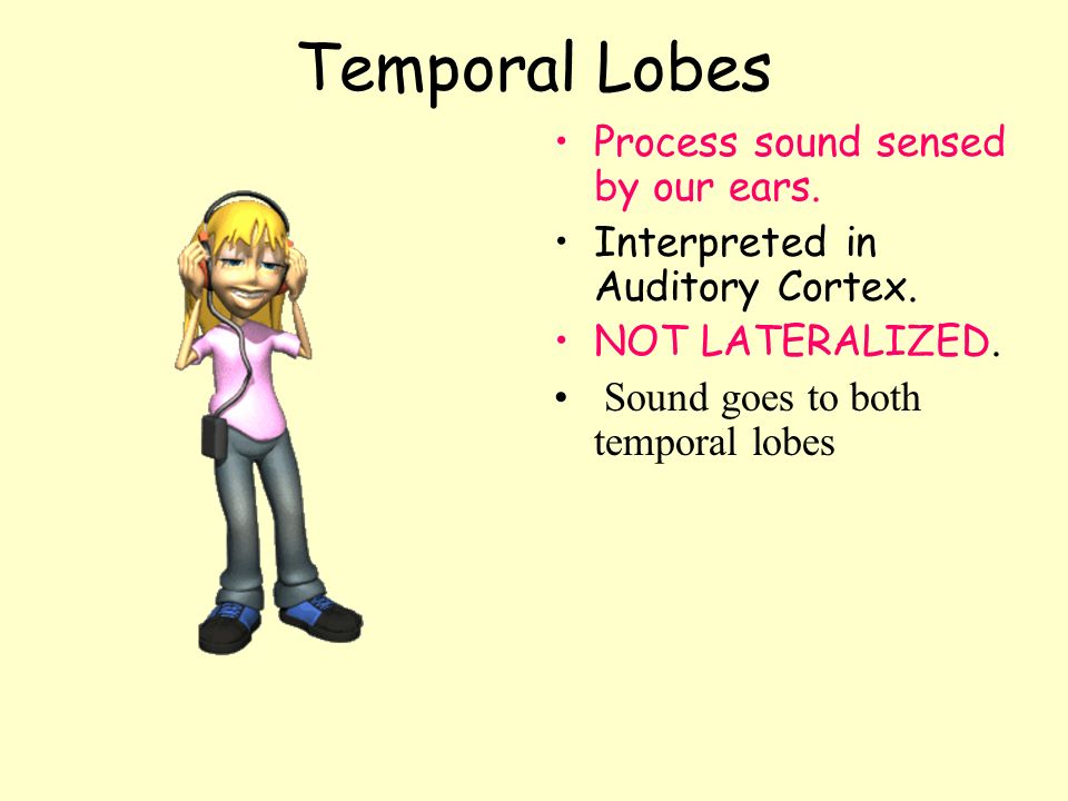 Temporal Lobes Process sound sensed by our ears.