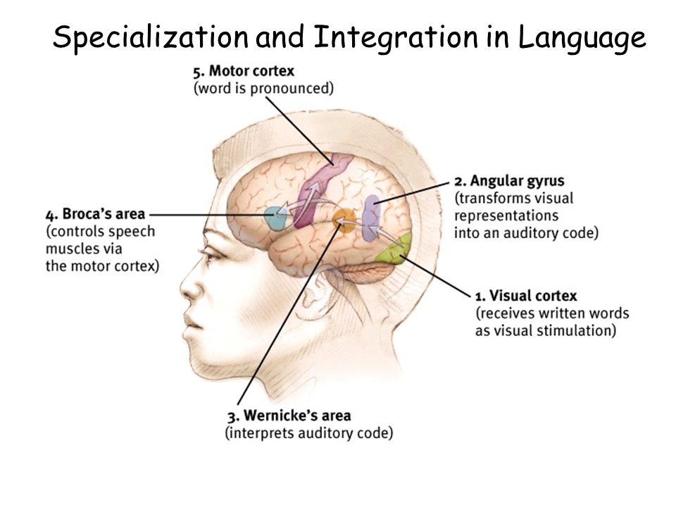 Specialization and Integration in Language