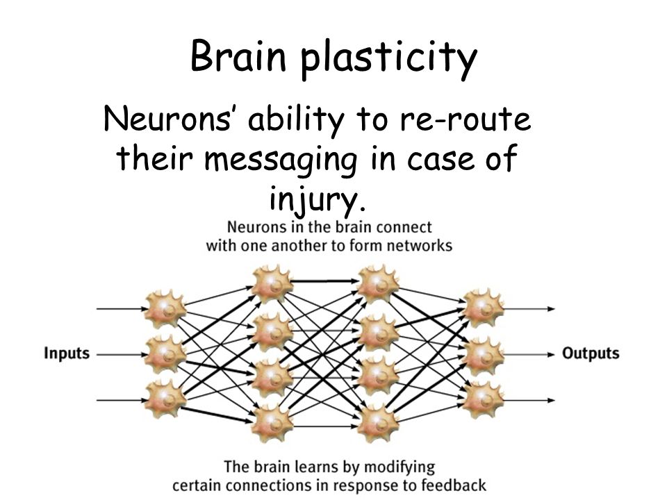 Neurons’ ability to re-route their messaging in case of injury.