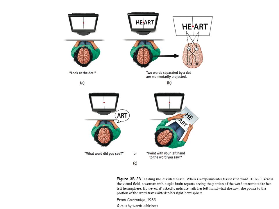 Figure 3B.23 Testing the divided brain When an experimenter flashes the word HEART across the visual field, a woman with a split brain reports seeing the portion of the word transmitted to her left hemisphere. However, if asked to indicate with her left hand what she saw, she points to the portion of the word transmitted to her right hemisphere.