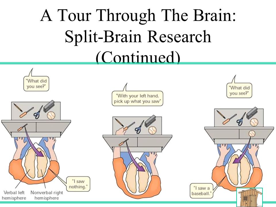 A Tour Through The Brain: Split-Brain Research (Continued)