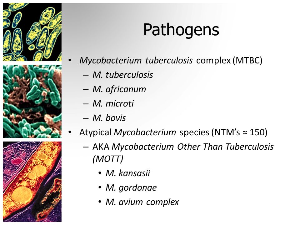 Микобактерии туберкулеза формы