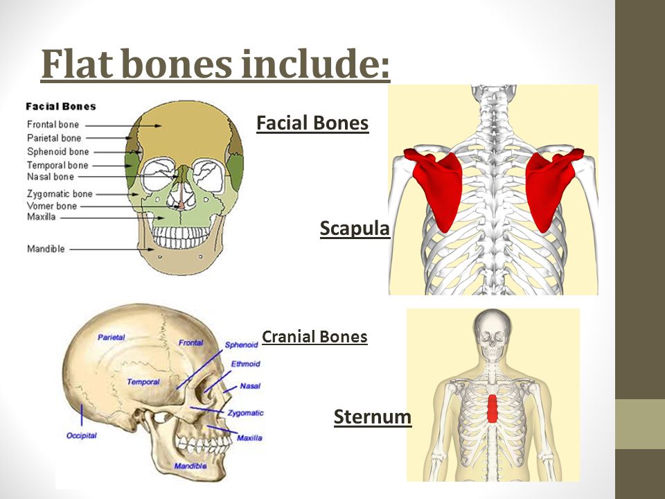 Me bones. Flat Bones. Flat Bones перевод. What do facial Bones include?.