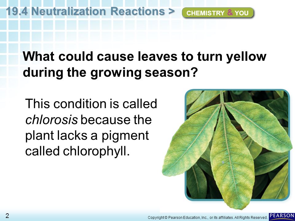 What could cause leaves to turn yellow during the growing season