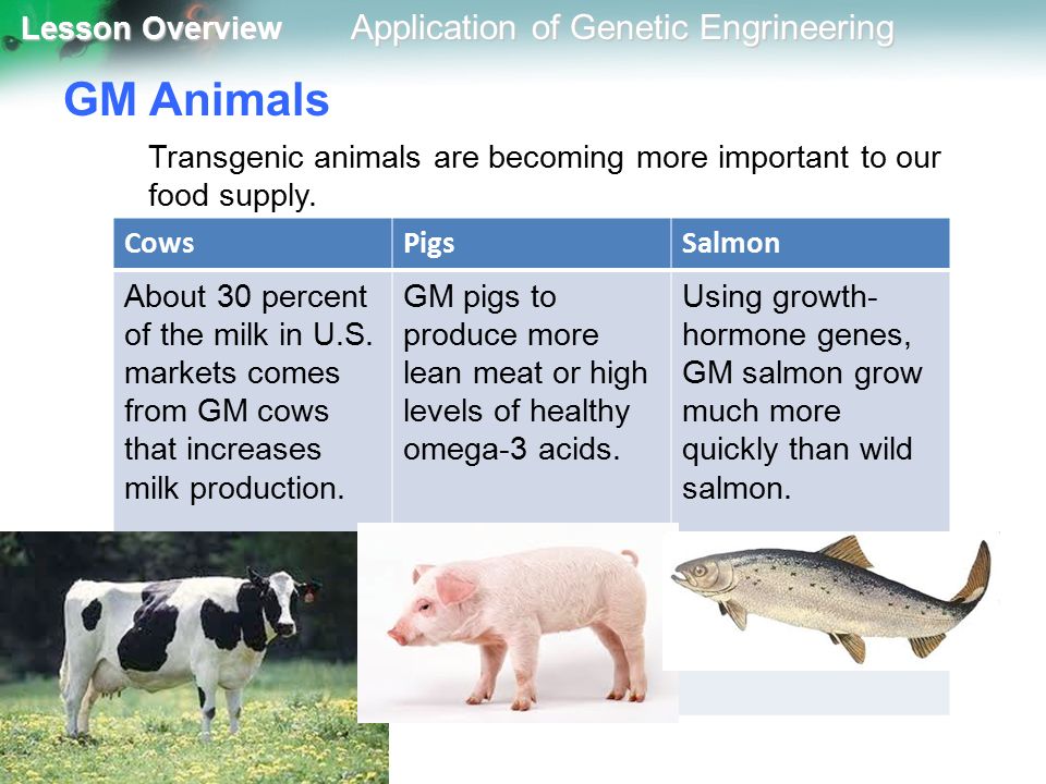 Applications of Genetic Engineering - ppt video online download