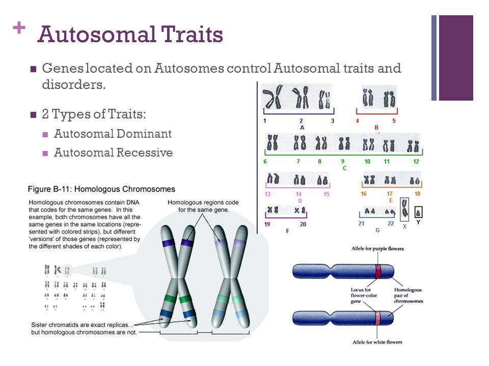 Autosomal Traits Genes located on Autosomes control Autosomal traits and di...