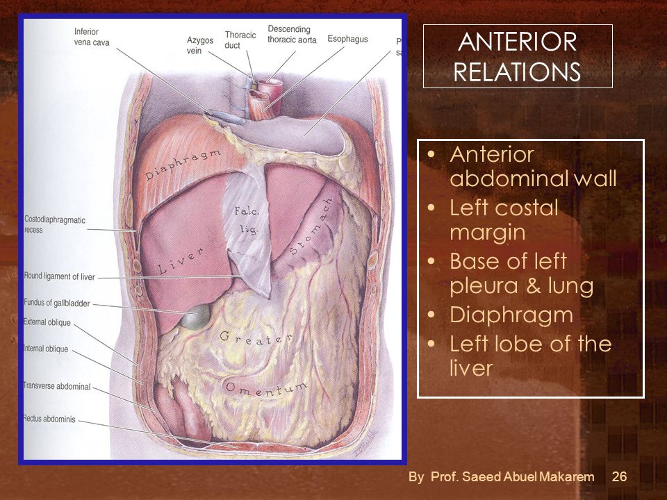 ANTERIOR RELATIONS Anterior abdominal wall Left costal margin