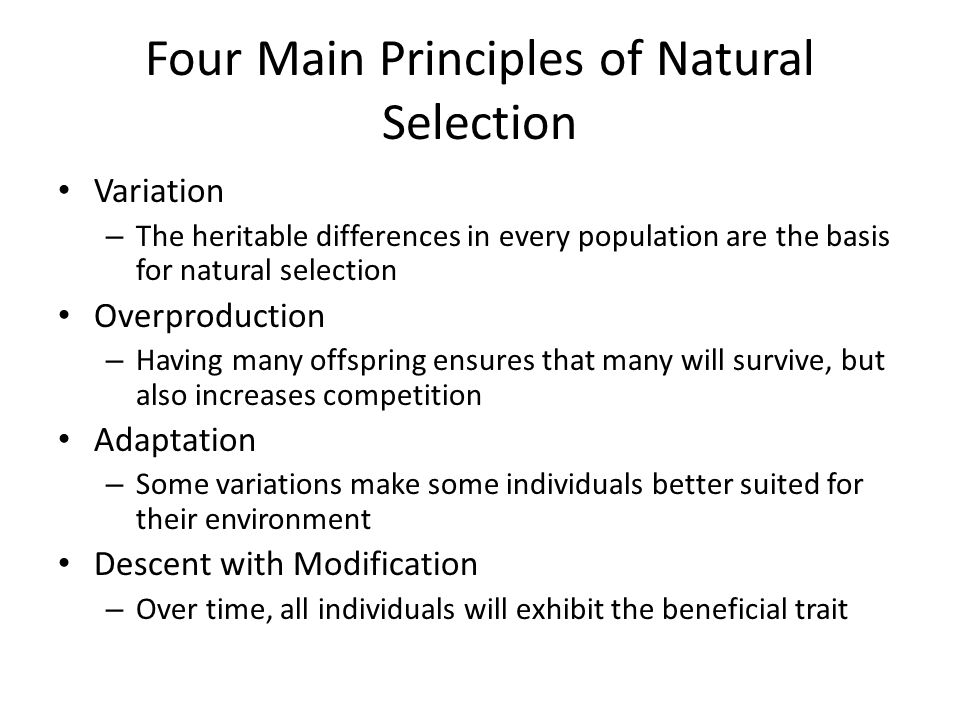what are the four principles of natural selection