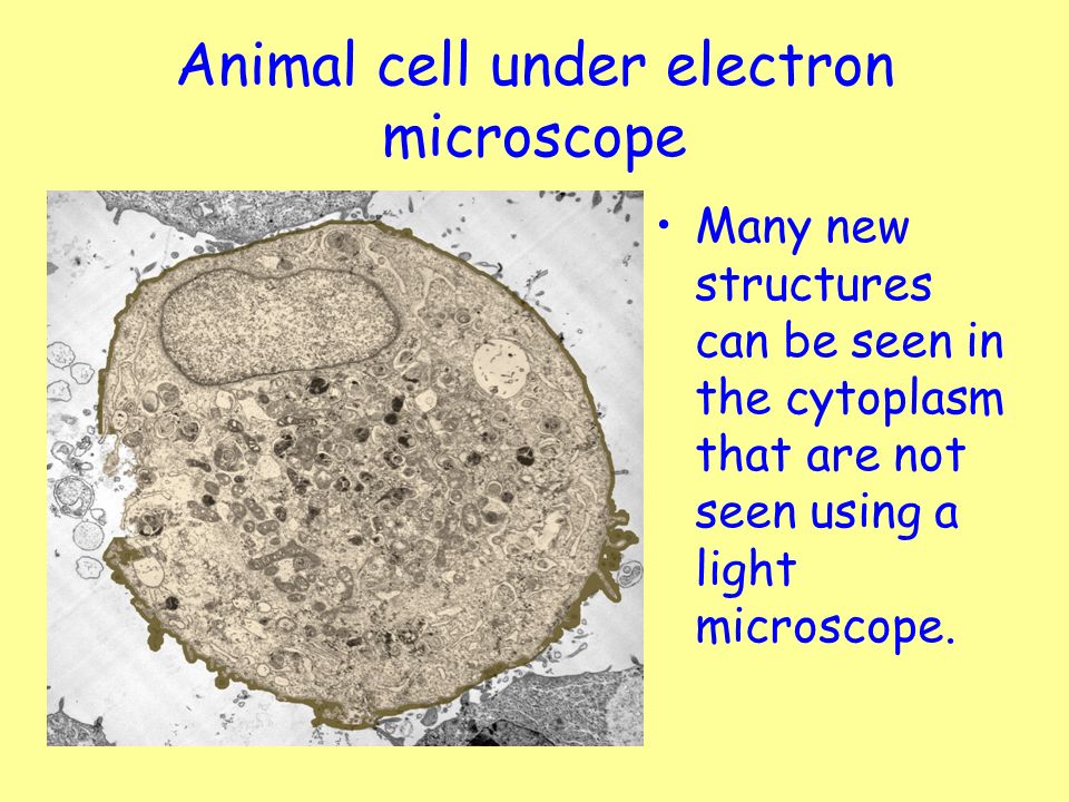Cell structure Learning Intention: - ppt video online download