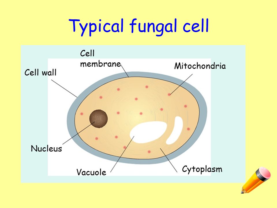 Image result for diagram of fungi